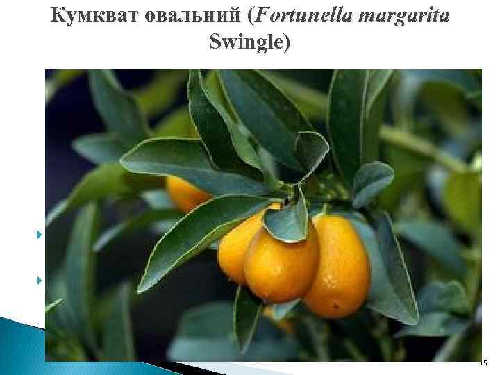 Кумкват овальний (Fortunella margarita Swingle) Цвіте два рази в рік: у червні та в