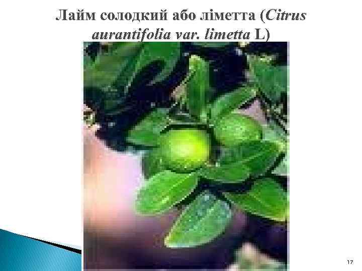 Лайм солодкий або ліметта (Citrus aurantifolia var. limetta L) 17 