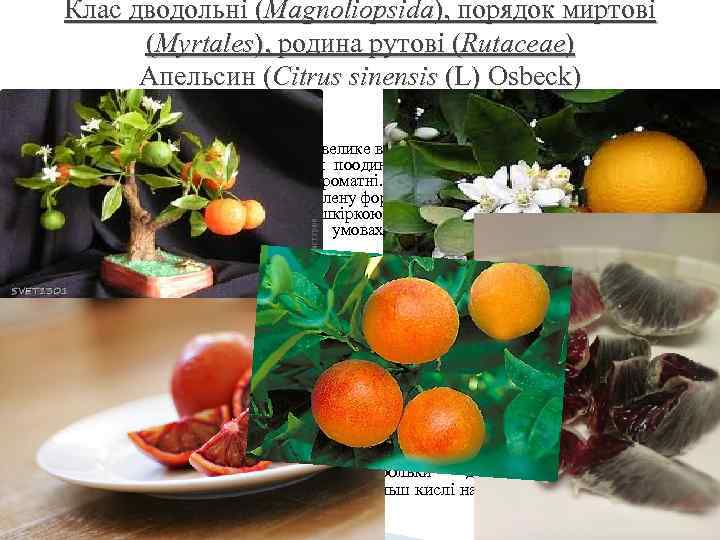 Клас дводольні (Magnoliopsida), порядок миртові (Myrtales), родина рутові (Rutaceae) Апельсин (Citrus sinensis (L) Osbeck)