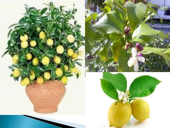 Лимон (Citrus limon (L) Burrm) Ареал: Південно-східна Азія. У країни Середземномор'я був завезений на