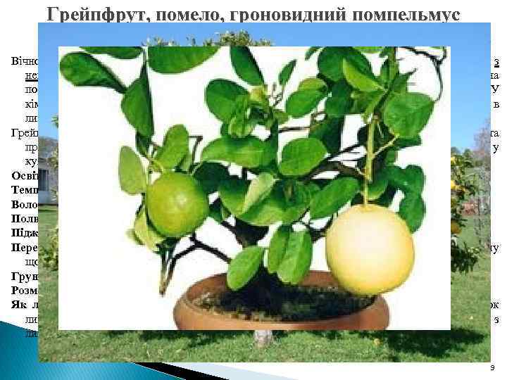 Грейпфрут, помело, гроновидний помпельмус (Citrus paradisii або Citrus maxima Macfady) Вічнозелене плодове дерево заввишки