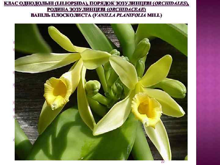 КЛАС ОДНОДОЛЬНІ (LILIOPSIDA), ПОРЯДОК ЗОЗУЛИНЦЕВІ (ORCHIDALES), РОДИНА ЗОЗУЛИНЦЕВІ (ORCHIDACEAE) ВАНІЛЬ ПЛОСКОЛИСТА (VANILLA PLANIFOLIA MILL)