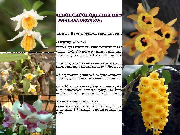 ДЕНДРОБІУМ ФАЛЕНОПСИСОПОДІБНИЙ (DENDROBIUM PHALAENOPSIS SW) Ареал: Нова Гвінея. Розмір квіток від 3 до 8