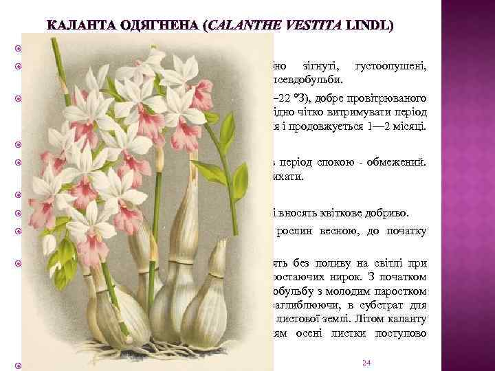 КАЛАНТА ОДЯГНЕНА (CALANTHE VESTITA LINDL) Ареал: острів Суматра. Квітконоси прямостоячі, вгорі дугоподібно зігнуті, багатоквіткові,