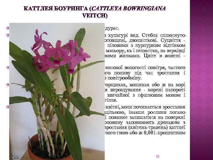 КАТТЛЕЯ БОУРИНГА (CATTLEYA BOWRINGIANA VEITCH) Ареал: тропічна Америка, Бразилія, Гондурас. Дуже красивий, але мало