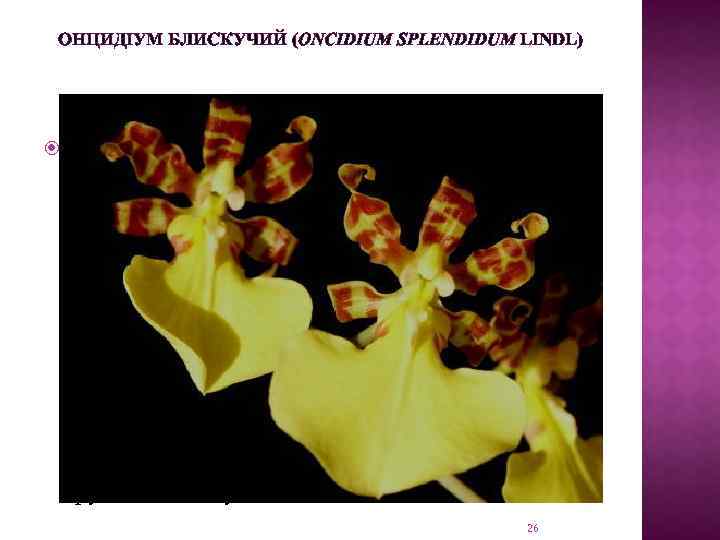 ОНЦИДІУМ БЛИСКУЧИЙ (ONCIDIUM SPLENDIDUM LINDL) Епіфіт. Листки, складене увздовж, з могутнім кілем знизу, товсті,