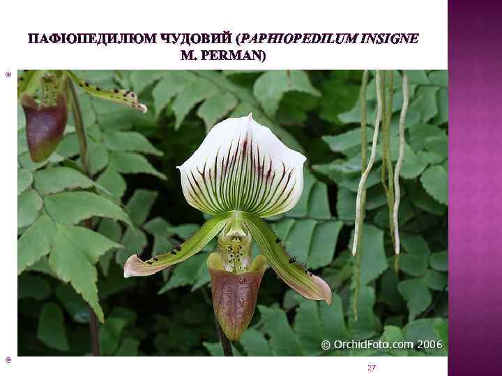 ПАФІОПЕДИЛЮМ ЧУДОВИЙ (PAPHIOPEDILUM INSIGNE M. PERMAN) Вимагає яскравого розсіяного світла (півтінь). Влітку необхідно захищати