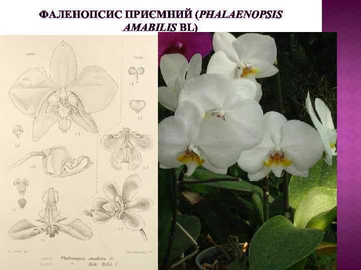 ФАЛЕНОПСИС ПРИЄМНИЙ (PHALAENOPSIS AMABILIS BL) Моноподіальна рослина з сильно укороченим стеблом. Повітряні корені м'ясисті,