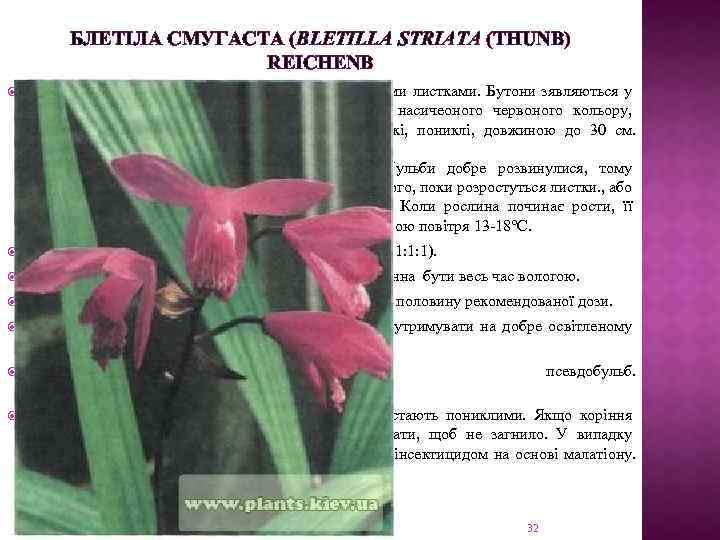 БЛЕТІЛА СМУГАСТА (BLETILLA STRIATA (THUNB) REICHENB Трав’яна рослина з тривалим цвітінням і опадаючими листками.