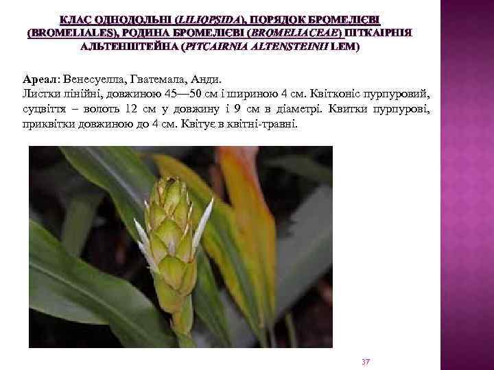 КЛАС ОДНОДОЛЬНІ (LILIOPSIDA), ПОРЯДОК БРОМЕЛІЄВІ (BROMELIALES), РОДИНА БРОМЕЛІЄВІ (BROMELIACEAE) ПІТКАІРНІЯ АЛЬТЕНШТЕЙНА (PITCAIRNIA ALTENSTEINII LEM)