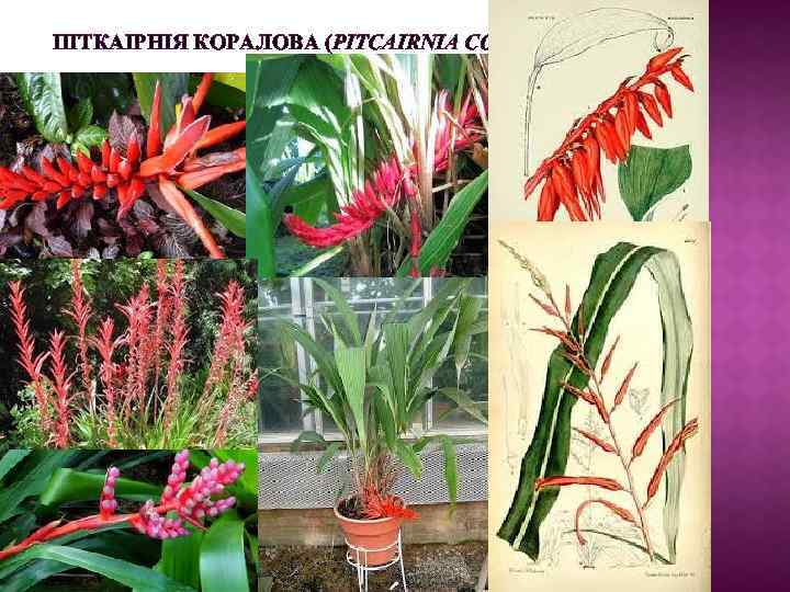 ПІТКАІРНІЯ КОРАЛОВА (PITCAIRNIA CORALLINA LIND ET ANDRE) Ареал: ліси Колумбії. Епіфіт. Листки зібрані в