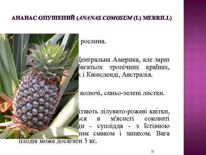 АНАНАС ОПУШЕНИЙ (ANANAS COMOSUM (L) MERRILL) Багаторічна трав'яна рослина. Ареал: Південна і Центральна Америка,