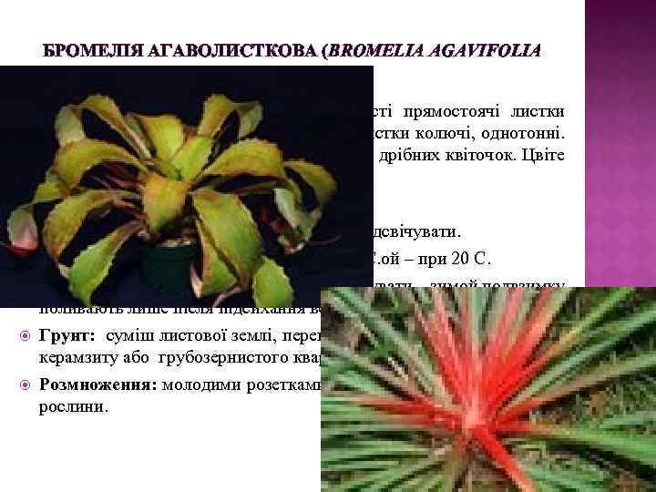 БРОМЕЛІЯ АГАВОЛИСТКОВА (BROMELIA AGAVIFOLIA BRONGN) Наземний багаторічний сукулент. Мясисті прямостоячі листки утворюють розетку, що