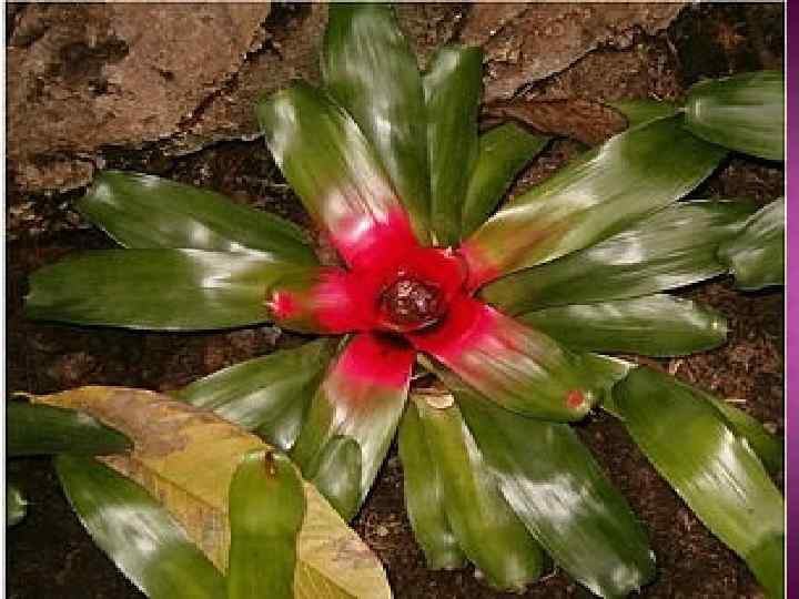 НЕОРЕГЕЛІЯ КРАСИВА (NEOREGELIA SPECTABILIS (T. MOOR) L) Ареал: тропіки Бразилії. Рослина з середнім ростом.