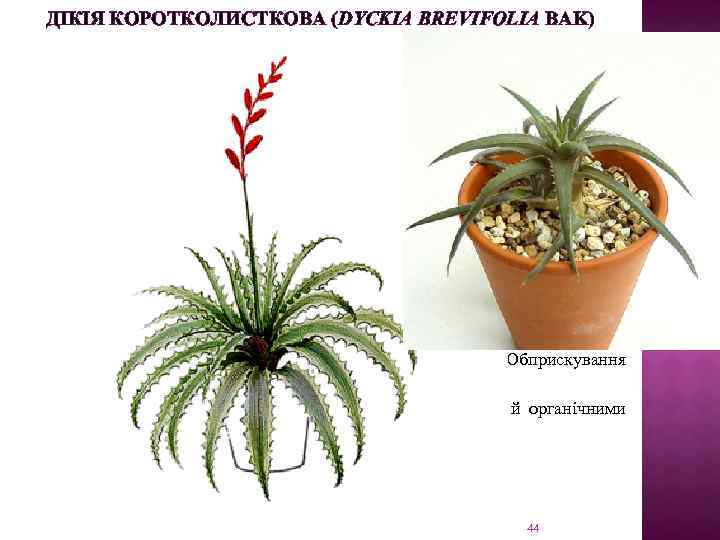 ДІКІЯ КОРОТКОЛИСТКОВА (DYCKIA BREVIFOLIA BAK) Ареал: Бразилія, центральна частина Південної Америки. Бесстеблова трав’яна рослина.