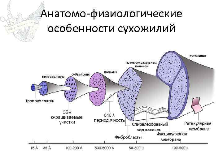 Анатомо-физиологические особенности сухожилий 