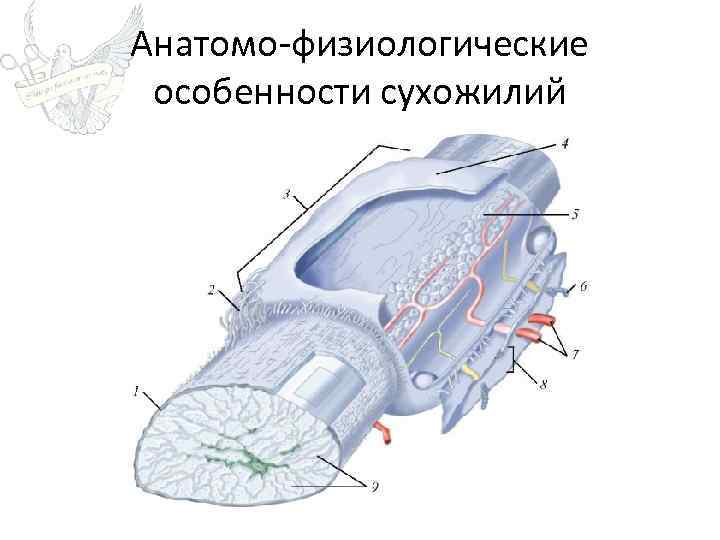 Анатомо-физиологические особенности сухожилий 