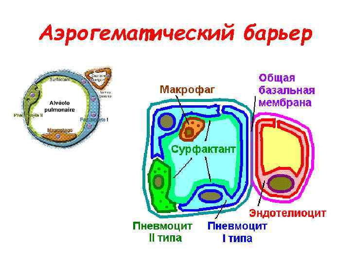 Аэрогематический барьер схема