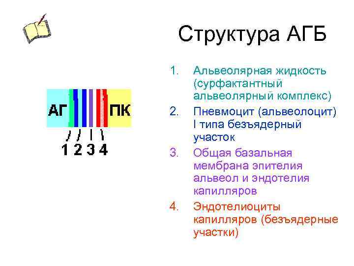 Структура АГБ 1. 2. 3. 4. Альвеолярная жидкость (сурфактантный альвеолярный комплекс) Пневмоцит (альвеолоцит) I