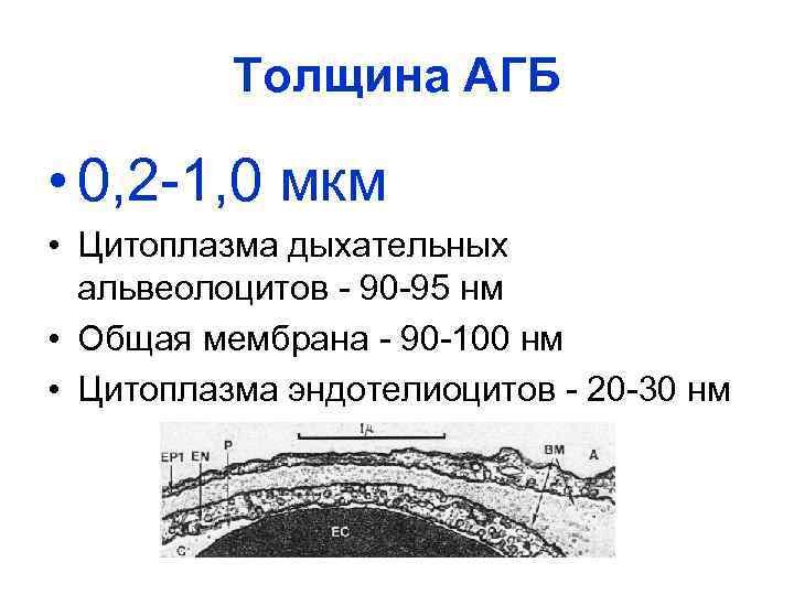 Толщина АГБ • 0, 2 1, 0 мкм • Цитоплазма дыхательных альвеолоцитов 90 95