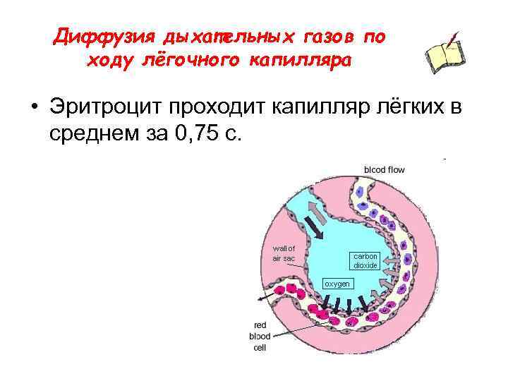 Диффузия дыхательных газов по ходу лёгочного капилляра • Эритроцит проходит капилляр лёгких в среднем
