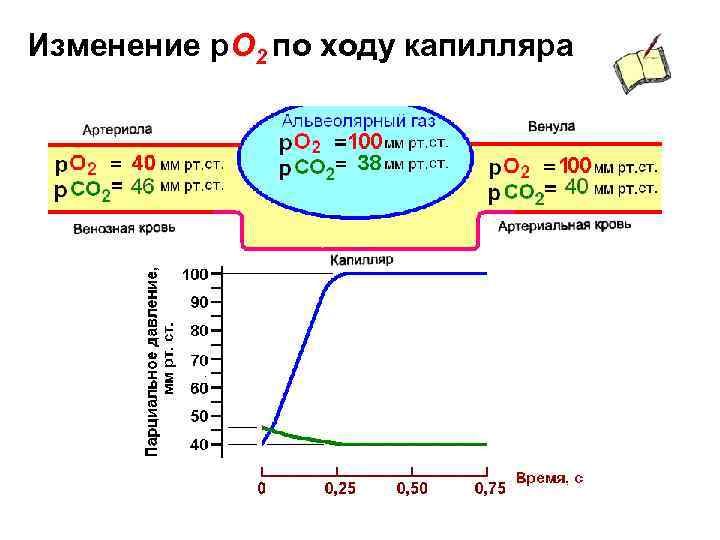 Изменение р. О 2 по ходу капилляра 