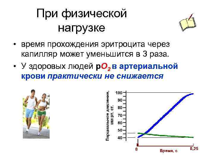 При физической нагрузке • время прохождения эритроцита через капилляр может уменьшится в 3 раза.