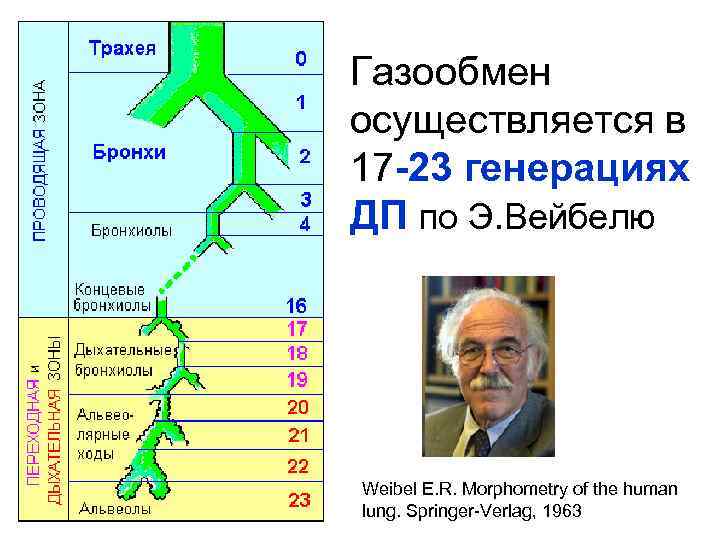 Проводящая зона легких согласно схеме вейбеля продолжается до образований