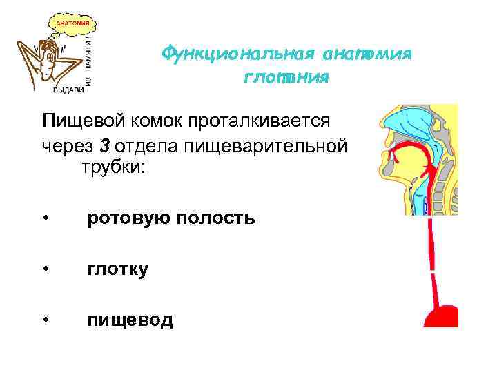 Функциональная анатомия глотания Пищевой комок проталкивается через 3 отдела пищеварительной трубки: • ротовую полость