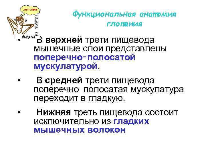 Функциональная анатомия глотания • В верхней трети пищевода мышечные слои представлены поперечно‑полосатой мускулатурой. •