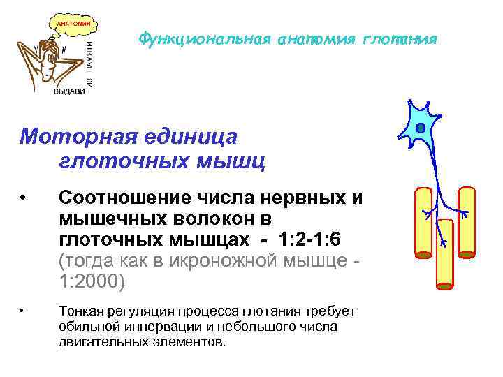 Функциональная анатомия глотания Моторная единица глоточных мышц • Соотношение числа нервных и мышечных волокон
