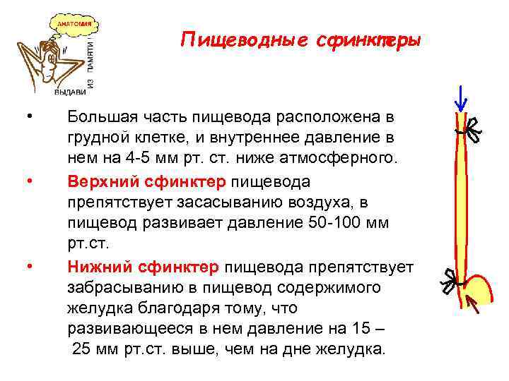 Пищеводные сфинктеры • • • Большая часть пищевода расположена в грудной клетке, и внутреннее