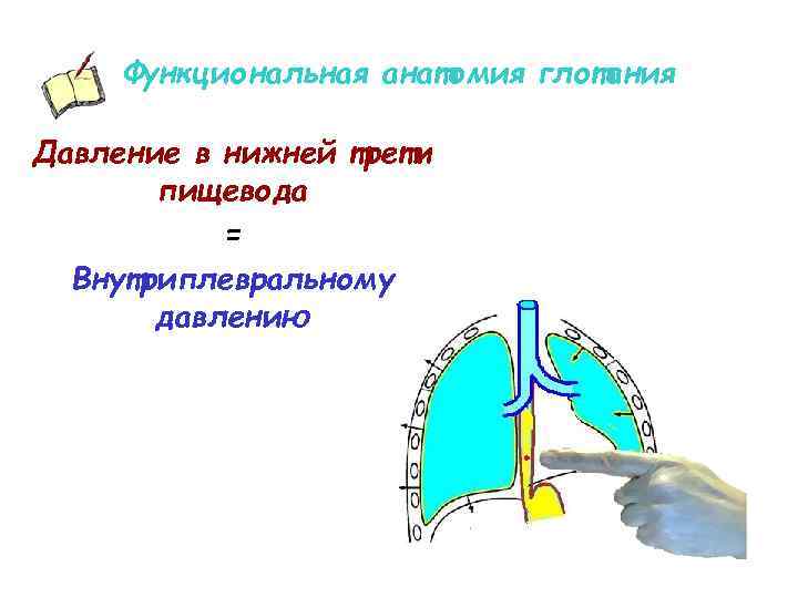 Функциональная анатомия глотания Давление в нижней трети пищевода = Внутриплевральному давлению 