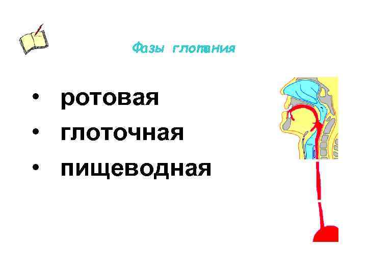 Фазы глотания • ротовая • глоточная • пищеводная 