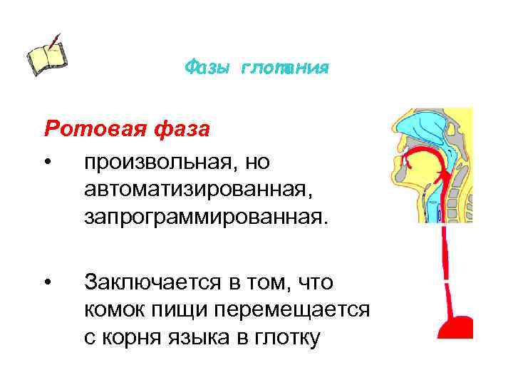 Фазы глотания Ротовая фаза • произвольная, но автоматизированная, запрограммированная. • Заключается в том, что