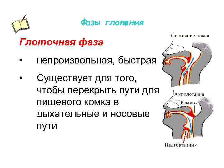 Фазы глотания Глоточная фаза • непроизвольная, быстрая • Существует для того, чтобы перекрыть пути