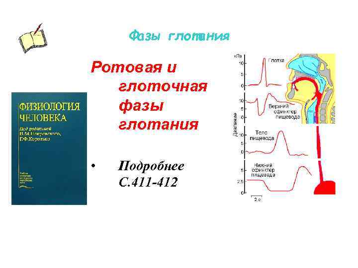 Фазы глотания Ротовая и глоточная фазы глотания • Подробнее С. 411 -412 