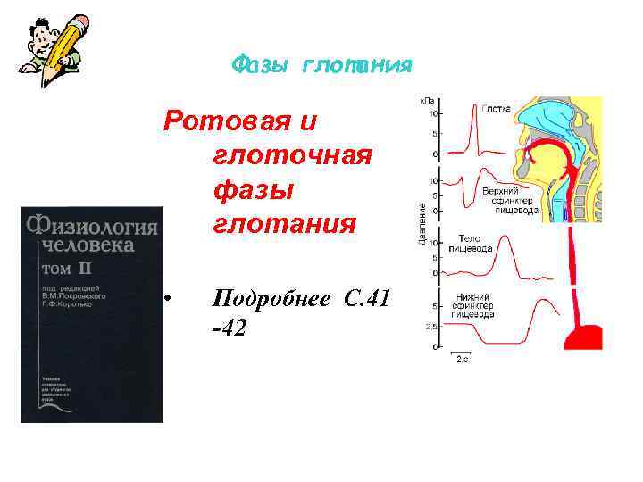 Фазы глотания Ротовая и глоточная фазы глотания • Подробнее С. 41 -42 