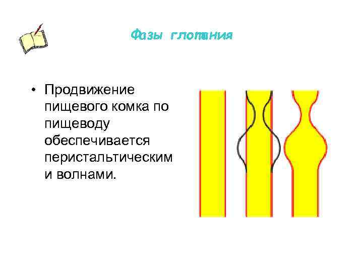 Фазы глотания • Продвижение пищевого комка по пищеводу обеспечивается перистальтическим и волнами. 
