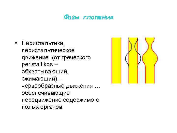 Фазы глотания • Перистальтика, перистальтическое движение (от греческого peristaltikos – обхватывающий, сжимающий) – червеобразные