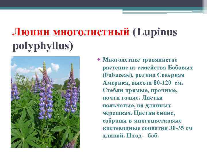Люпин многолистный (Lupinus polyphyllus) Многолетнее травянистое растение из семейства Бобовых (Fabaceae), родина Северная Америка,