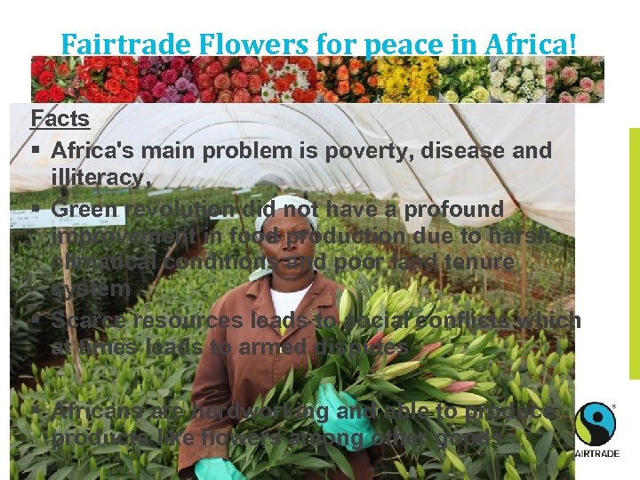 Fairtrade Flowers for peace in Africa! Facts § Africa's main problem is poverty, disease