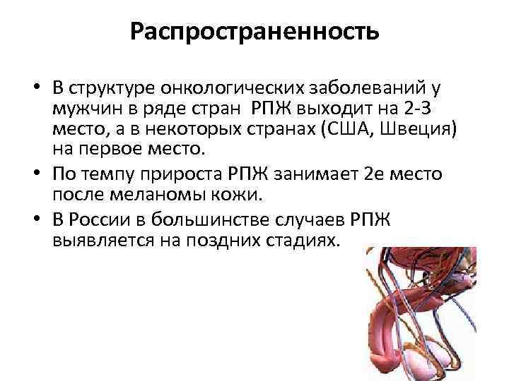 Распространенность • В структуре онкологических заболеваний у мужчин в ряде стран РПЖ выходит на