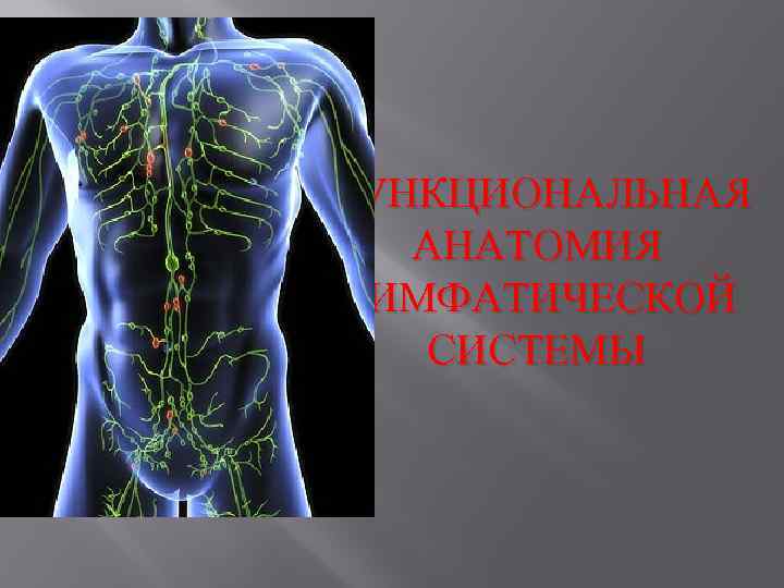 Лимфатическая система картинки анатомия