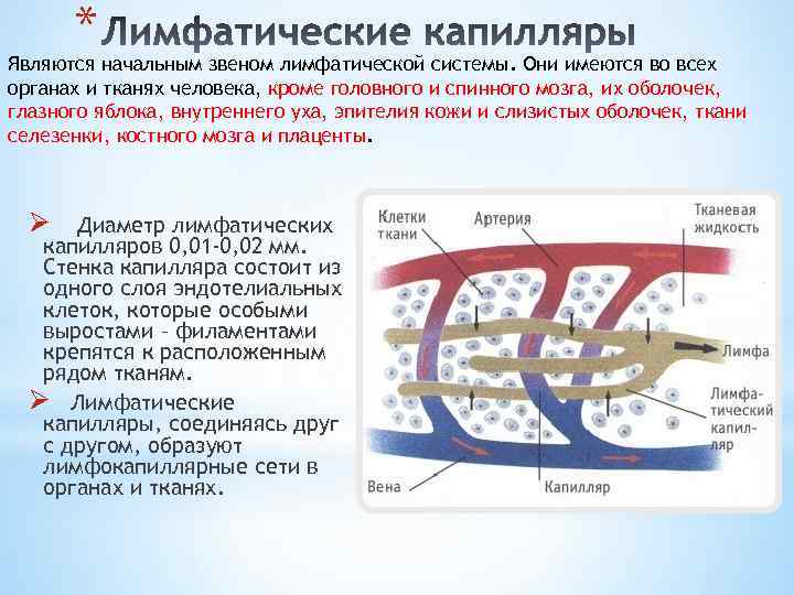 * Являются начальным звеном лимфатической системы. Они имеются во всех органах и тканях человека,