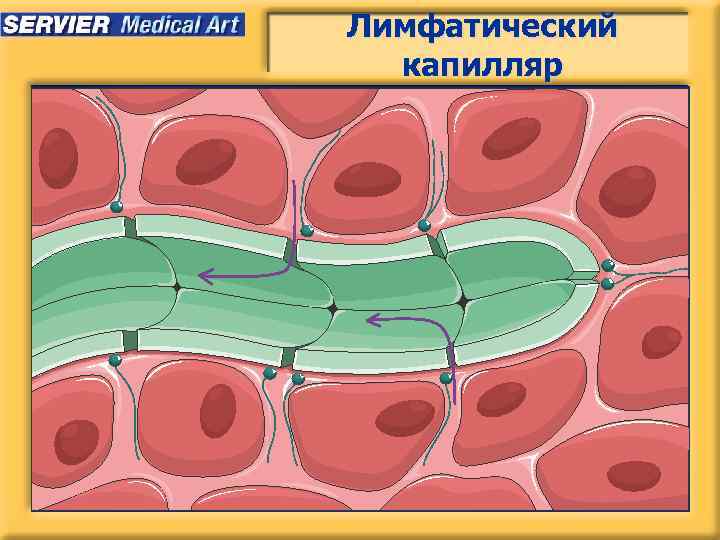 Лимфатический капилляр Non Commercial Use Only Information and material on slide kit may be