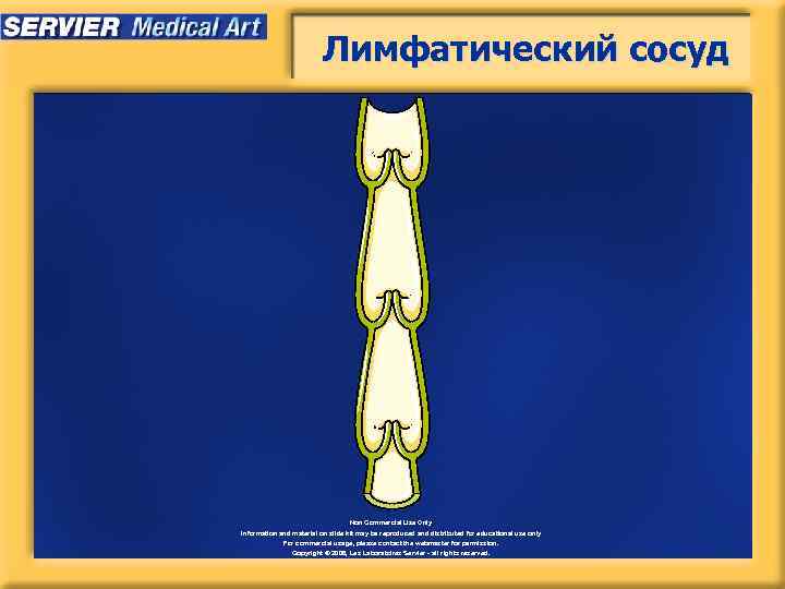 Лимфатический сосуд Non Commercial Use Only Information and material on slide kit may be