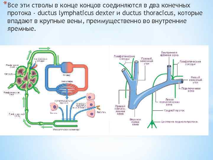 *Все эти стволы в конце концов соединяются в два конечных протока - ductus lymphaticus