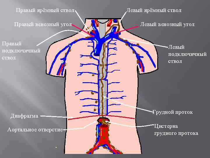 Правый ярёмный ствол Правый венозный угол Правый подключичный ствол Диафрагма Аортальное отверстие Левый ярёмный