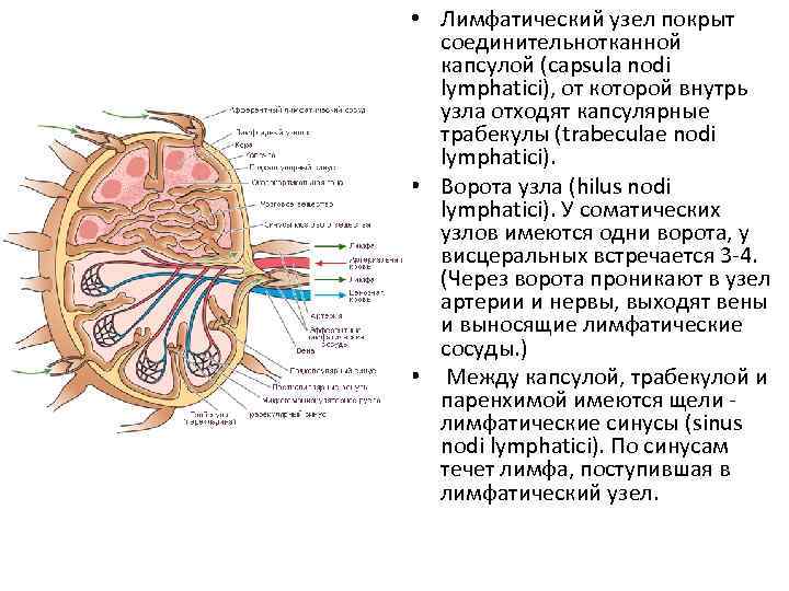  • Лимфатический узел покрыт соединительнотканной капсулой (capsula nodi lymphatici), от которой внутрь узла